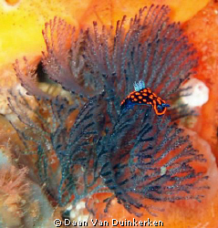 An absolutely tiny Nudibranch (max. 4 or 5 mm) in Komodo ... by Daan Van Duinkerken 